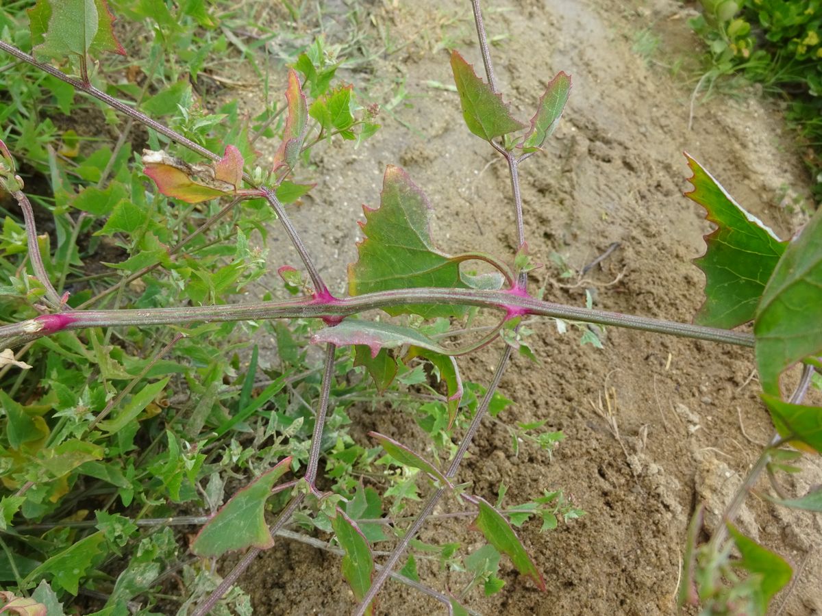 Atriplex glabriuscula (Amaranthaceae)